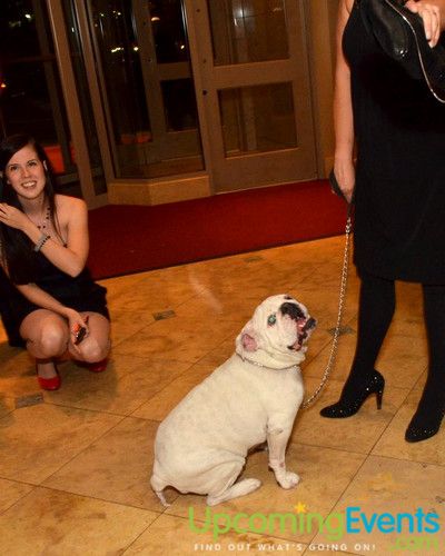 Photo from Bad Dog Ball