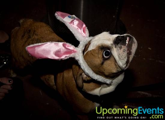 Photo from The 2012 Bunny Hop! (Gallery A)