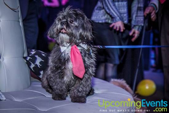 Photo from 17th Annual Philly Fur Ball