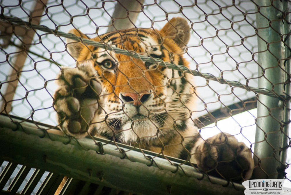 Photo from OktoBEARfest at the Philadelphia Zoo