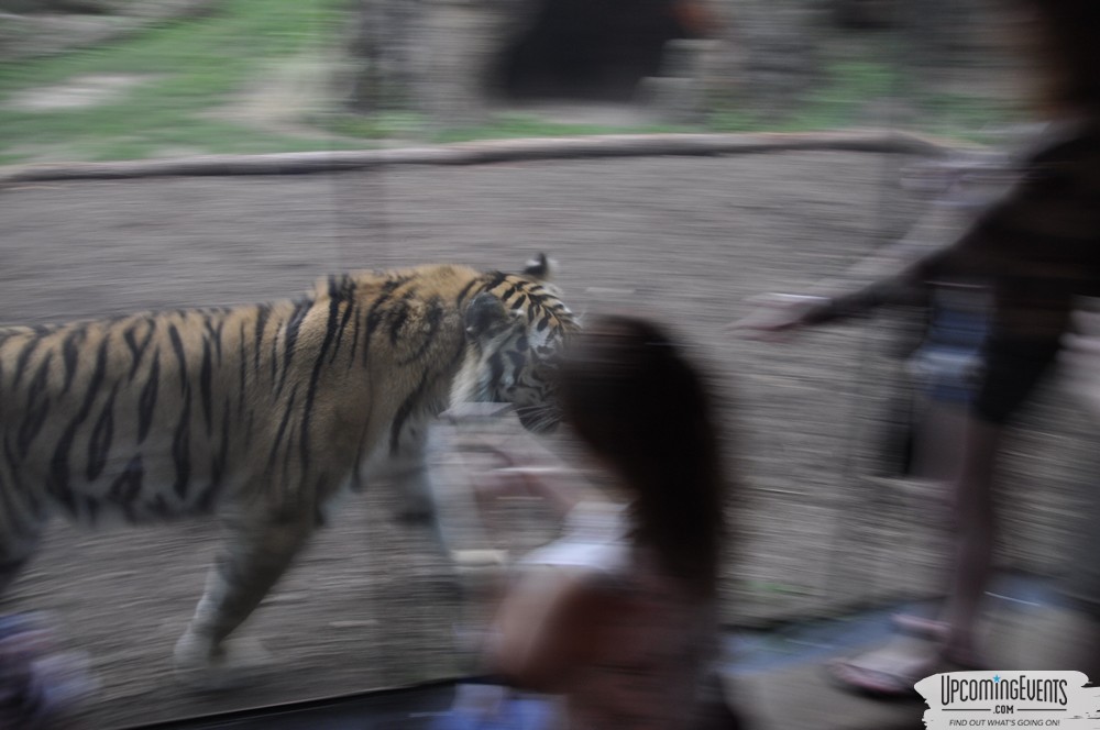 Photo from Summer Ale Festival at The Phladelphia Zoo