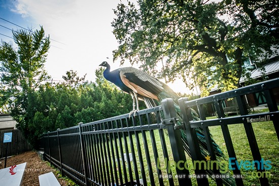 Photo from Summer Ale Festival at The Zoo!