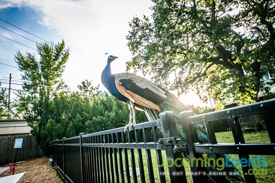 Photo from Summer Ale Festival at The Zoo!