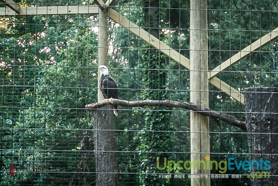 Photo from Summer Ale Festival at The Zoo!