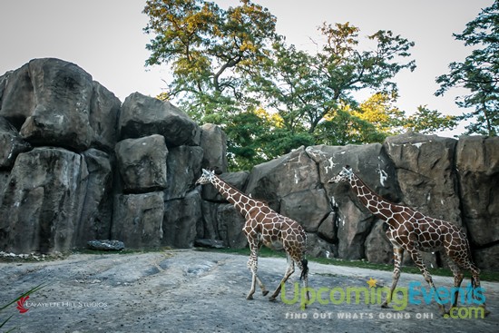 Photo from Summer Ale Festival at The Zoo!