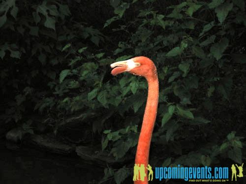 Photo from Zoobilee 2009: Birds in Paradise